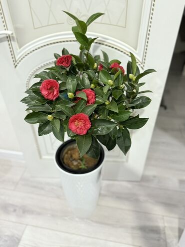 эко чай цена бишкек: Камелия комнатная в горшке - Вечнозелёный куст с плотными глянцевыми