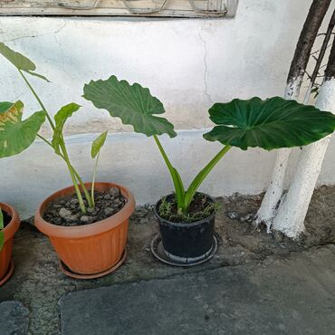 газонная трава цена бишкек: Продаю цветок