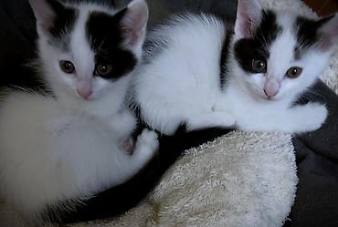angora pişik: Dişi, Erkək, Yaxşı əllərə, Ünvandan götürmə — 4