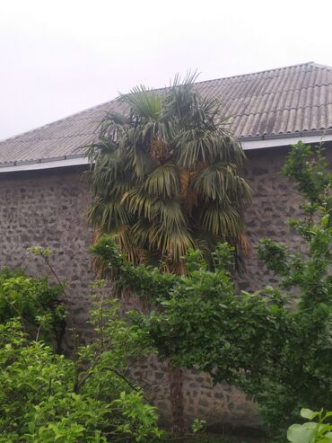 kalla bitkisi haqqinda melumat: Palma ağacı