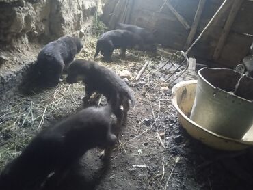Продажа собак: Восточноевропейская овчарка, 1 месяц, Самец