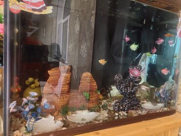 Akvariumlar: Dördbucaq akvarium, Balıqlarla birlikdə, 60 l, Ünvandan götürmə