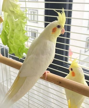 Tutuquşları: 🦜 Salam! Hazır əl quşlarımız mövcuddur 🗣️ Danışdirmaq üçün Sultan — 3