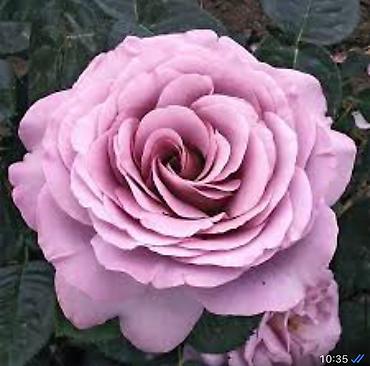 Роза: Чайно- гибридные розы для сада! 
Гарантия сорта!!!
 ул. Ташкентская, 9 — 2