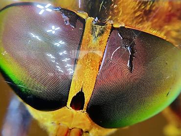 Телевизоры: TCL 43V6C 4K HDR Google TV Телевизор высокого качества От фирмы ТСЛ — 13