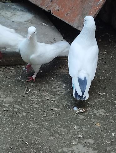 ucan: Satilir qusdar 2si baladi ucurtmali qalanlari yeke ucan qusdardi — 4