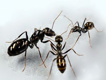 яйцо цесарки: Продаётся муравьи cataglyphis aenescens (степной бегунок), легко at lalafo.kg яйцо цесарки: Продаётся муравьи cataglyphis aenescens (степной бегунок), легко
