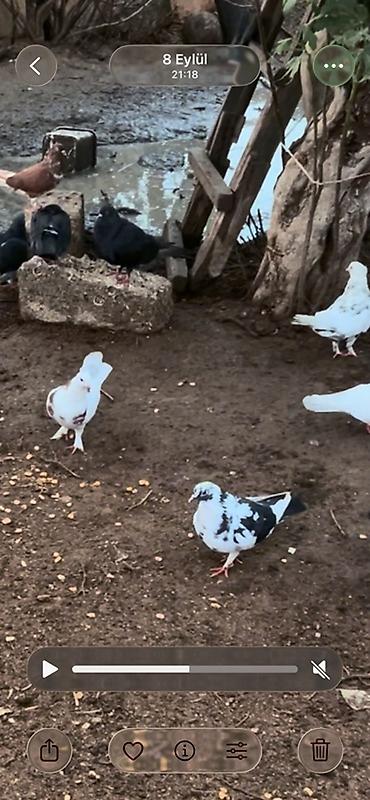 göyərçin dami: Məhsul: Ev göyərçinləri (bir neçə fərqli rəngdə) tek tek 5 cut qus — 3