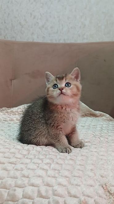 Pişiklər: Britan — 10