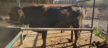 корова дойный: Продаю | Бык (самец) | На откорм