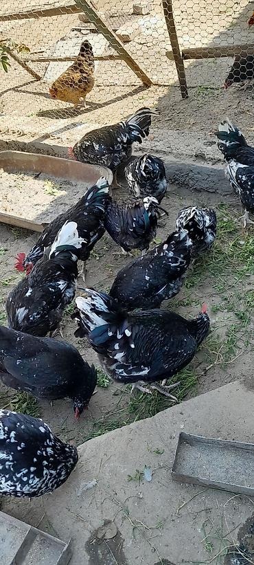 куры: Продаю | Куры | Для разведения — 1