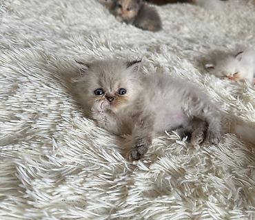 Pişiklər: Fars — 5