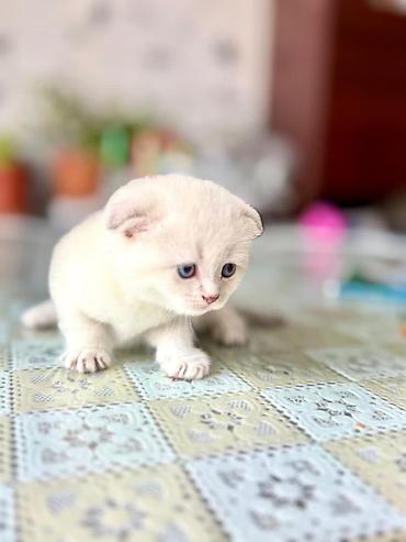 ev kirpisi: Mavi gözlü, krem rəngli, uzun tüklü pişik balası. Ağappaq tüyü və — 2