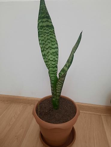 romaşka gülü: Dibçək gülü Sansevieria,gülü crassula,gülü fikus gülü,aloe gülü — 3