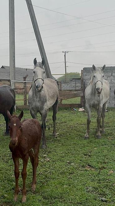 Лошади, кони: Продаю | Кобыла (самка) | Рабочий — 2