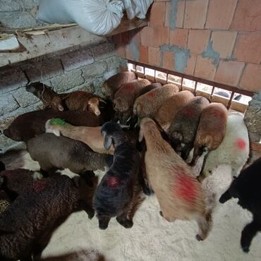 Qoyunlar, qoçlar: Salam aleyküm 215 mantdan 240 manata kimi deyişlir saxlamlqa yararlı — 7