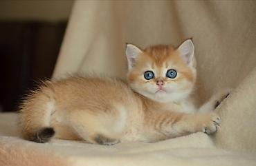 Pişiklər: Qızıl şinşilla, Erkək, Dişi, Ünvandan götürmə — 1