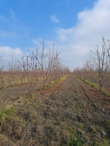 Torpaq sahələrinin satışı: Quba-Xaçmaz ərazisindədir Asvalt yola 5km yaxınlıqda 6 illik karmen — 3