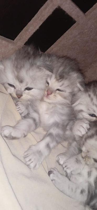 отдаю кота: Скотиш Фолд (Шотландская вислоухая), 1 месяц, Мальчик, Серебристая шиншилла, Приучена к лотку — 2