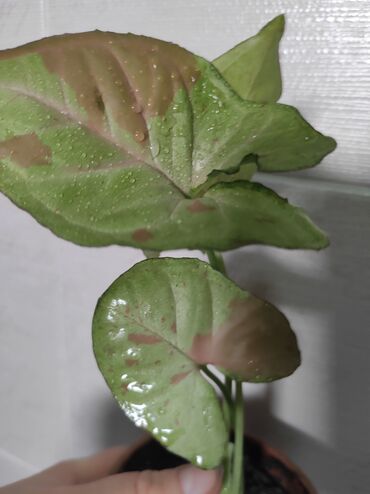 Отдам даром: Отдам за каждый срез растения 2 кг сахара — 10