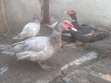 Ördəklər: Lavanda balaları – ördək cücələri Məhsul təsviri: - Şəkillərdə olan — 11