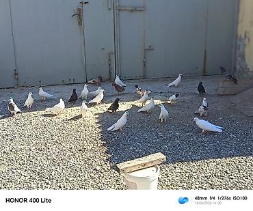 soya yemi: 24 eded heyvandi 5 manatdan satılır ünvan Bine qəsəbəsi zəhmət olmasa — 4