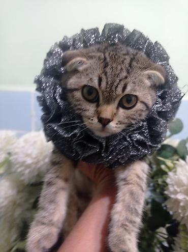 Декоративные ленты и банты: Ошейник-воротник для кошек (юбочка-ruff) - Декоративный воротник для — 3