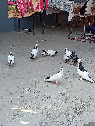 bala quzu: Tam sağlam quşlardi 2 cüt 2 bala 1 tək əbrəş hər iki cütün altında 2 — 2
