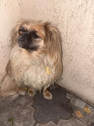 tap az qaz balalari: Pekines, 4 ay, Erkək, Ünvandan götürmə — 5