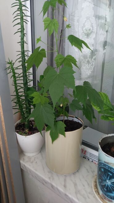 Otaq bitkiləri: 6-7azn aralığında dibçək gülləri satılır — 7