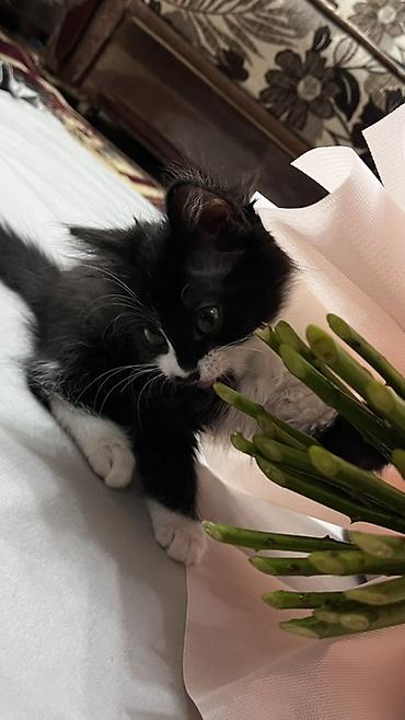Мышыктар: Отдам в добрые рук котенка ( девочка ) Котёнок чёрно-белого окраса — 2