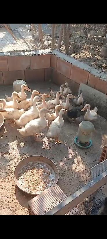 bakıda cücə satışı: Ördəylər satılır istəyən əlaqə saxlasın unvan Lənkəran — 1
