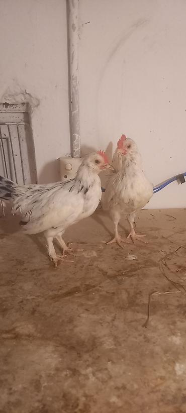 Cücələr: Toyuq cücələri, Damazlıq -da lalafo.az — 11 Cücələr: Toyuq cücələri, Damazlıq — 11