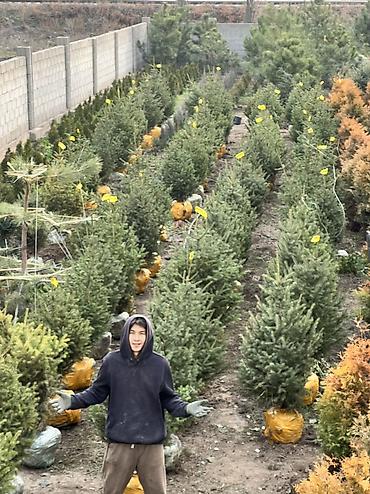 Дизайн, проектирование: Ландшафтный дизайн авто полив водопады пруды водоемы ручьи посев — 19