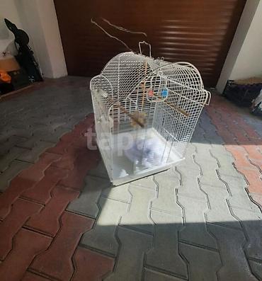 сколько стоит аквариум: Qəfəslər ikisi bir yerdə 60 manat . Qiymət sondur. Buna görə narahat — 2