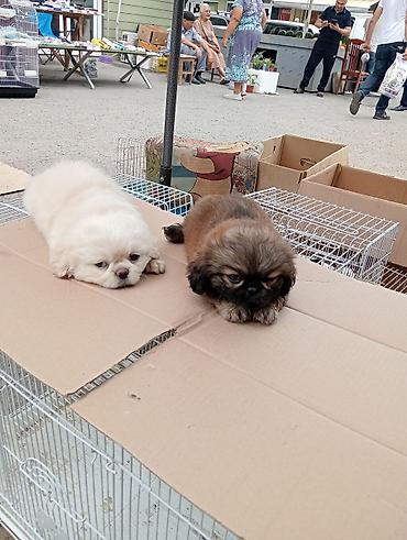 İtlər: Pekines, Sənədli — 11