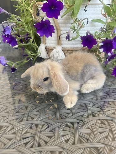 ereb dovşanı: Çox gözəl və nadir rəngə sahib Holland Lop balası satılır. 🐰 1 aylıq — 2