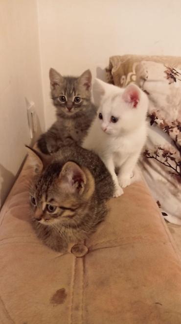 Pişiklər: Yaxşı əllərə — 3