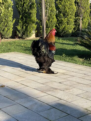 Xoruzlar: Brama xoruzları. Biri 2 illik xoruz - 100₼ İkisi 7 aylıq xoruz — 1