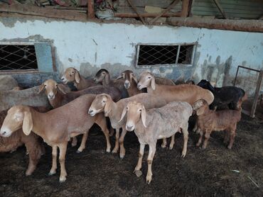 продаю ягненка: Продаю | Овца (самка), Ягненок | Арашан