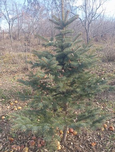 Декоративные деревья: Саженцы деревьев: Ели — 12