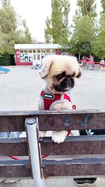 afçarka it: Pekines, 2 il, Erkek, Ünvandan götürmə