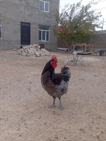 Xoruzlar: Məhsul: Ev şəraitində saxlanılan uzun quyruğ Alman sortu olan astralop — 8