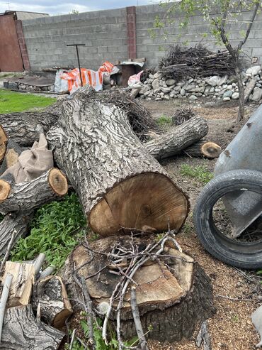 Спил деревьев, заготовка дров: Продаю орех Длина ствола 3,7 метров диаметр 25 см Длина ствола 1,4