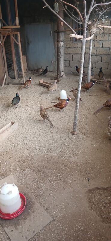 cuce satişi: Toyuq cücələri, Damazlıq