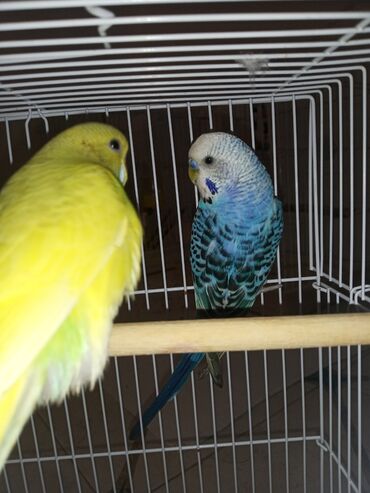 Tutuquşları: Cüt quşlar satılır qəfəslərlə bir yerdə ucuz qiymətə valnistiy — 8