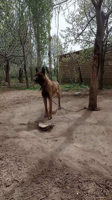 каракол щенки: Бельгийская овчарка, 2 года, Самец, С прививкой — 3