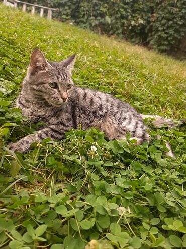 как заказать кошку: Кошка даром: Беспородная, 1 год, Девочка, Кастрирована, Приучена к лотку, Проглистована
