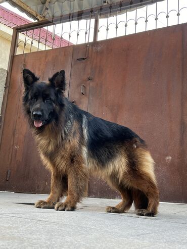 İtlər: Alman çoban iti, 1 ay, Erkek — 2