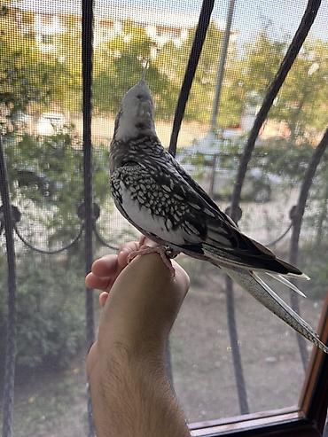 quş papuqay: Korella erkək, 8 aylıq tam rucnoy, dişləmir, kəndirə öygəşilmiş — 2